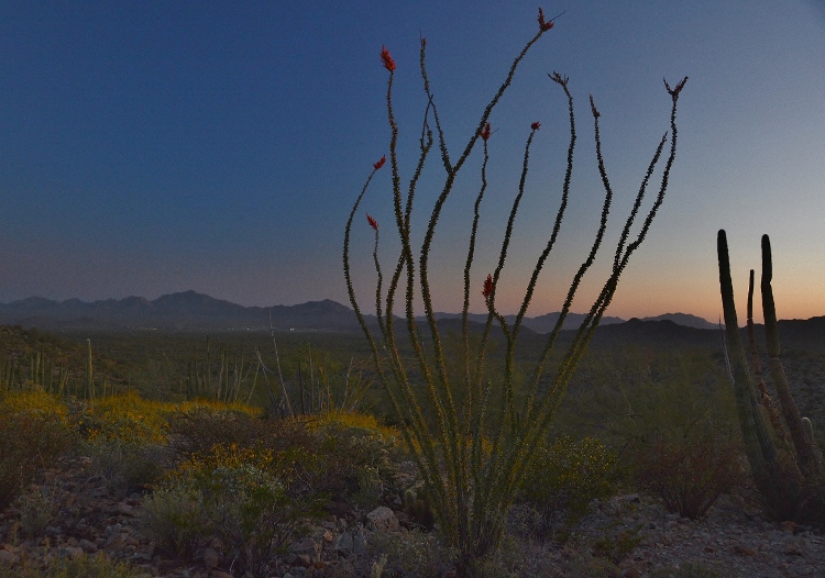 desert floor at sunset